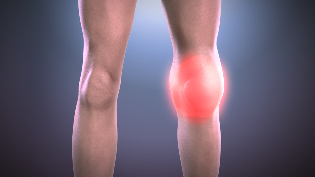 Animated Knee Model