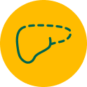 Kidney icon