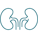 Kidneys icon