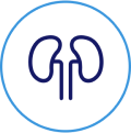 Blue kidneys icon