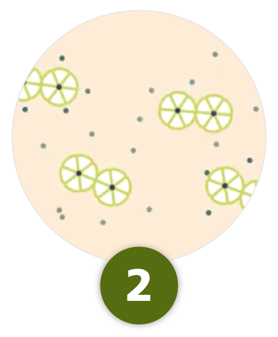 How Tresiba® works; after injection