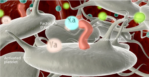 Illustration of NovoSeven® RT binding directly to activated platelets, activating FX to produce Fxa