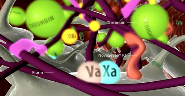 Illustration of the burst of thrombin leading to formation of fibrin, which is the foundation of a stable clot